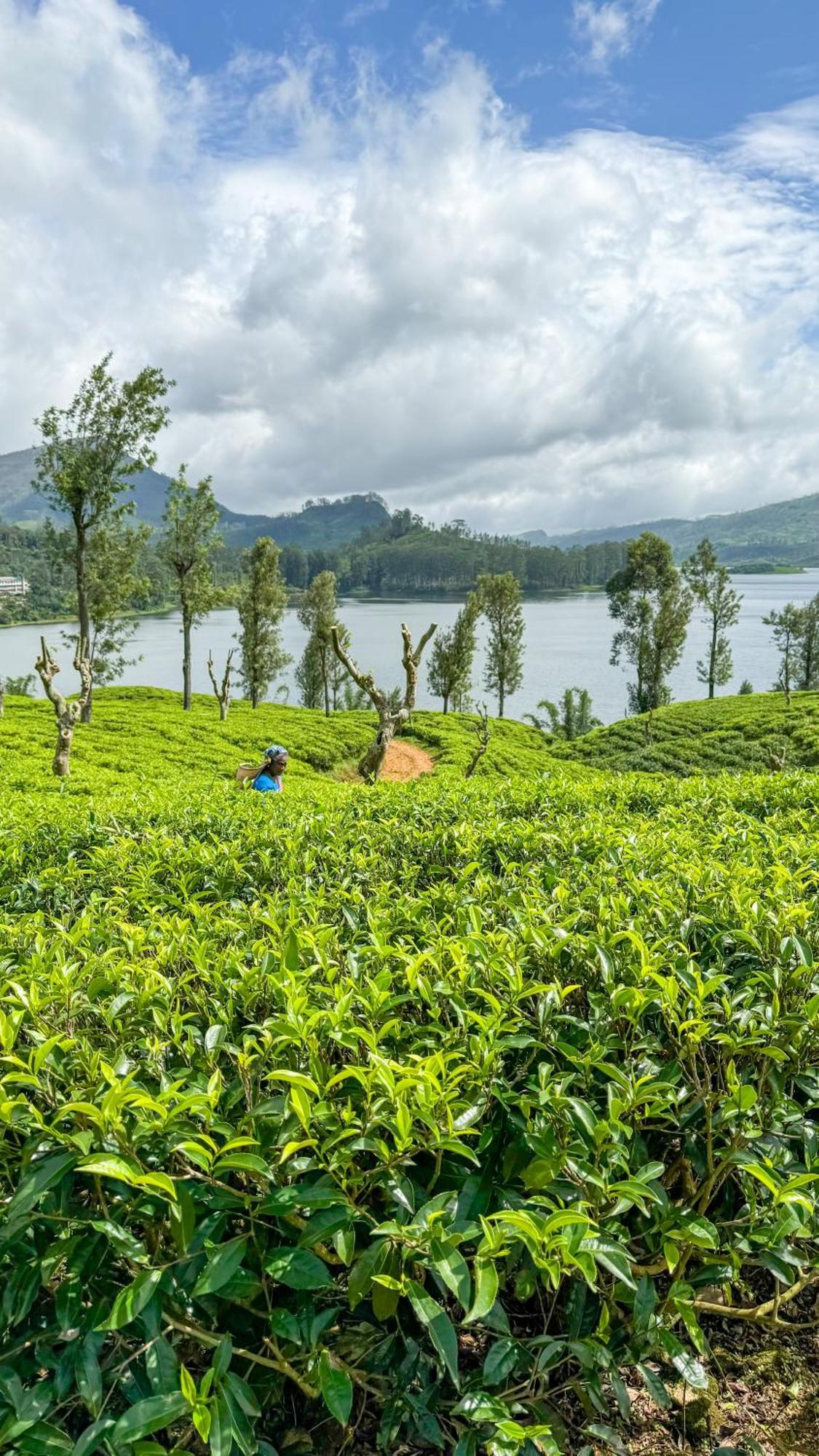 Pekoe Lodge Maskeliya Екстериор снимка